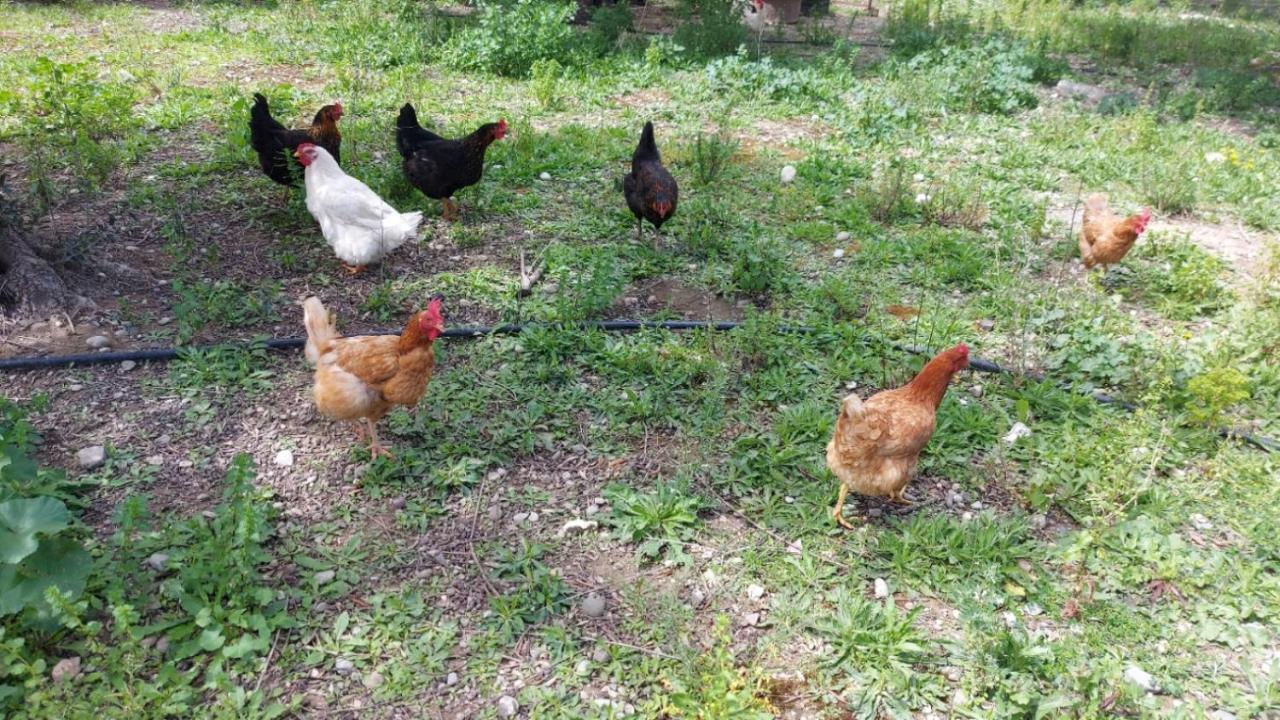 Agritourism Cottage Near Sitia Exteriér fotografie